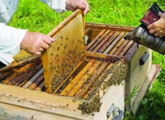 Apicultorii romani au inregistrat vanzari cu 20% mai mari la actuala editie a Targului Mierii