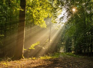 244 Mesaje De Buna Dimineata Noi