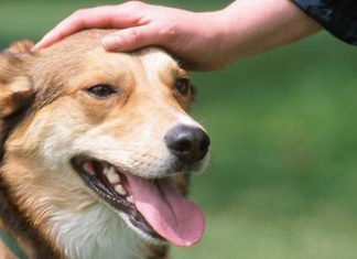 Frica de animale: rezolva problema