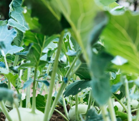 Top 11 de legume de cultivat in gradina