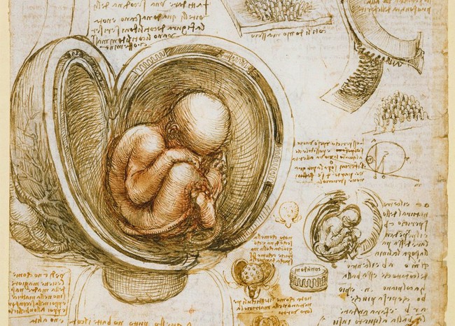 Un studiu al unui fat in uter, insotit de note detaliate scrise de mana