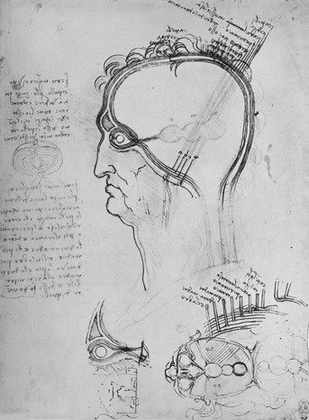 „Sectiunile capului unui barbat” de Da Vinci