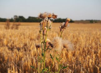 Exista un model de disc de motocoasa pentru fiecare „lupta” impotriva buruienilor!